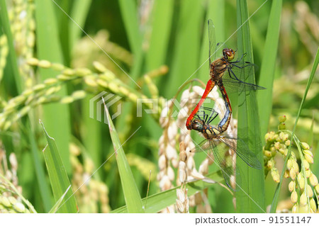 水稻棲息交配時的同頻 水稻棲息交配時的同頻 91551147