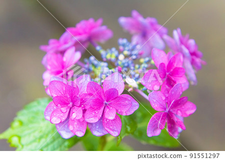 Red forehead hydrangea Red forehead hydrangea 91551297