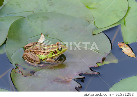 Tokyo dalo frog Tokyo dalo frog 91551298
