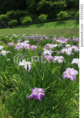 Flower shovel 91551491