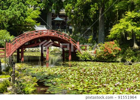 蓮間池和金剛東寺 91551964