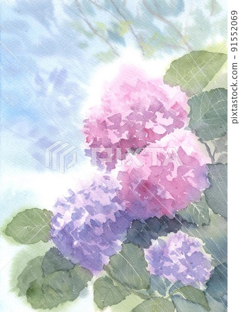 水彩繡球花 91552069