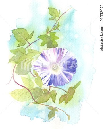 水彩畫牽牛花 91552071