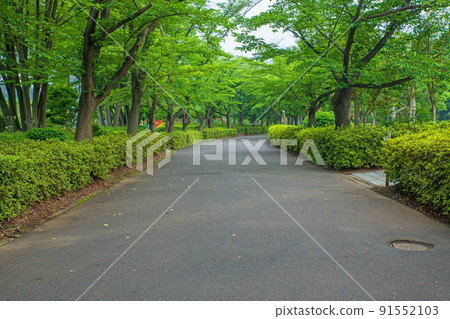 上尾丸山公園長廊初夏風景 上尾丸山公園長廊初夏風景 91552103