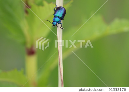 寶石般的青花捕蠅器 91552176