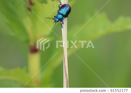 Jewel-like blue-and-white flycatcher 91552177