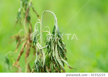 Fusarium wilt disease of cannabis in field caused by fungi and over watering. Fusarium wilt disease of cannabis in field caused by fungi and over watering. 91552233