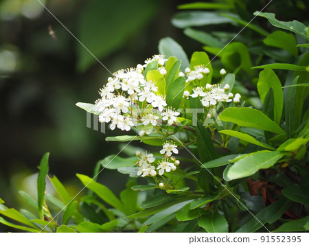 Pirakansasu 91552395