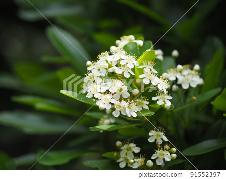 火棘掃描 火棘掃描 91552397