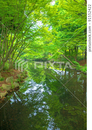 上尾丸山公園Shukeiike初夏風景 上尾丸山公園Shukeiike初夏風景 91552422