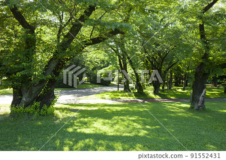 公園樹 公園樹 91552431