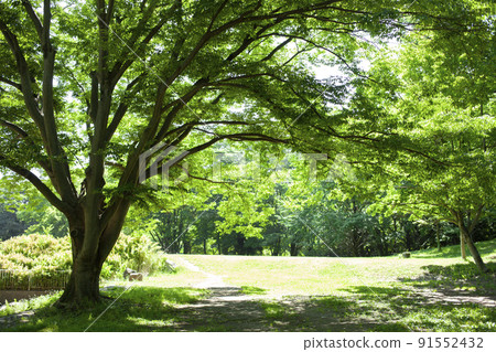 Green tree Green tree 91552432