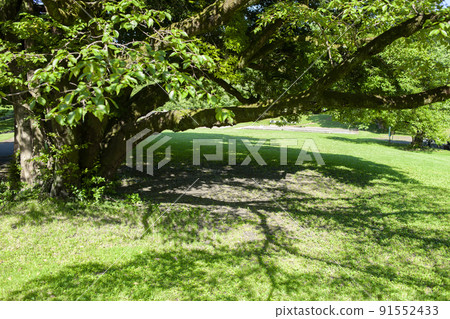 Park Tree Park Tree 91552433