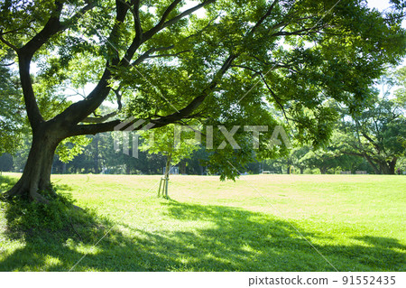 公園樹 91552435