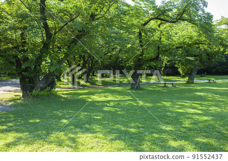公園樹 91552437