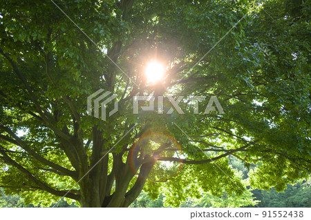 樹陽光 樹陽光 91552438