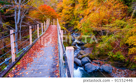 Oyanagawa Gorge (Autumn): Ryumon Bridge Oyanagawa Gorge (Autumn): Ryumon Bridge 91552446