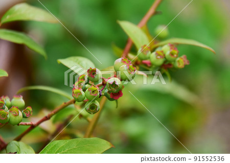 新鮮製作的藍莓藍莓 91552536