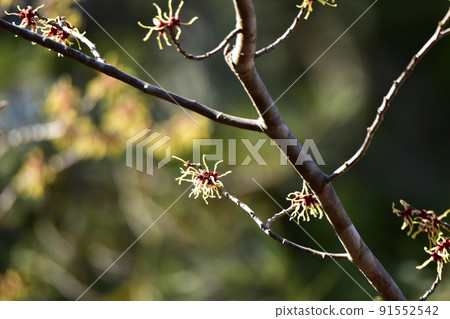 Witch-hazel in the morning sun Witch-hazel in the morning sun 91552542