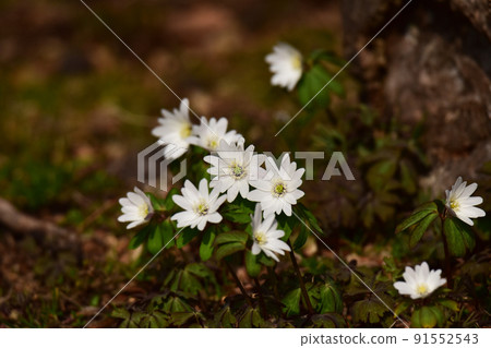 Anemone pseudoaltaica blooming at your feet 91552543
