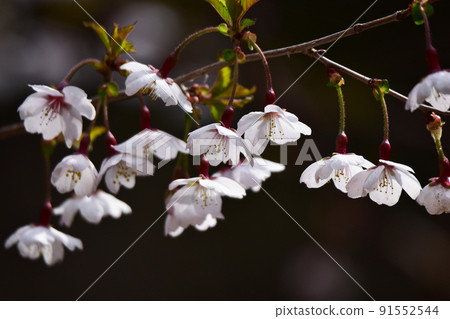 Mamezakura blooming downward Mamezakura blooming downward 91552544
