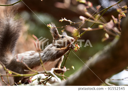 Squirrel eating sprout Squirrel eating sprout 91552545