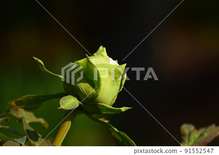 白色按鈕芽 白色按鈕芽 91552547