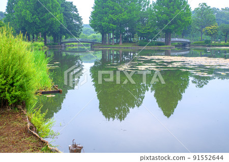 Ageo Maruyama Park Pond Water Mirror Early Summer Scenery 91552644