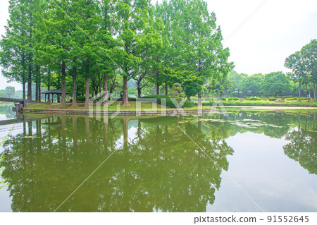 Ageo Maruyama Park Pond Water Mirror Early Summer Scenery Ageo Maruyama Park Pond Water Mirror Early Summer Scenery 91552645