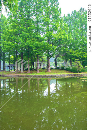Ageo Maruyama Park Pond Water Mirror Early Summer Scenery Ageo Maruyama Park Pond Water Mirror Early Summer Scenery 91552646