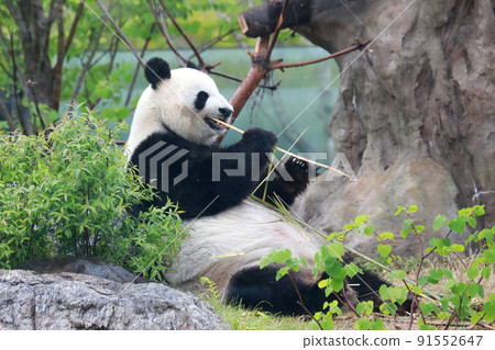 Panda at Ueno Zoo in Tokyo (Giant Panda) Panda at Ueno Zoo in Tokyo (Giant Panda) 91552647