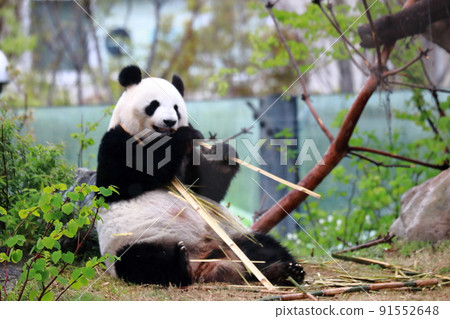 Panda at Ueno Zoo in Tokyo (Giant Panda) Panda at Ueno Zoo in Tokyo (Giant Panda) 91552648
