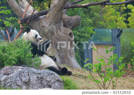 Panda at Ueno Zoo in Tokyo (Giant Panda) Panda at Ueno Zoo in Tokyo (Giant Panda) 91552650