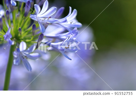 Agapanthus (Purple Kimiko Ran) 91552755