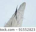 Micrograph of a crushed wingworm wing (400x) 91552823
