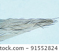Micrograph of a crushed wingworm wing (400x) 91552824
