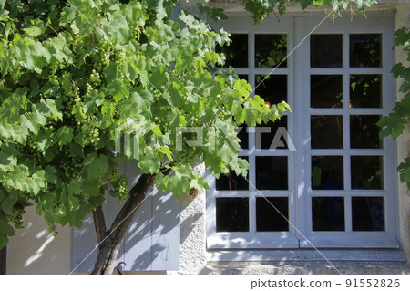 Fruit of grapes on the eaves of a private house in France Fruit of grapes on the eaves of a private house in France 91552826
