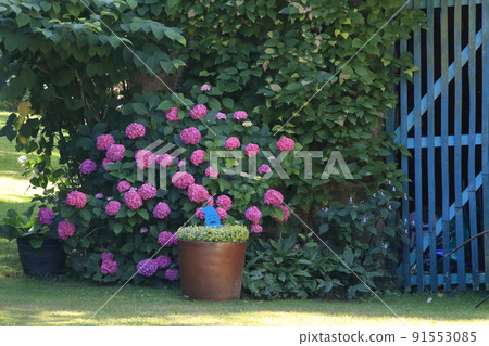Garden of a private house decorated with hydrangea and Santa's signboard (France) Garden of a private house decorated with hydrangea and Santa's signboard (France) 91553085