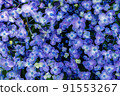 For macro shot hydrangea, background, etc. 91553267