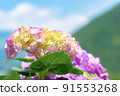 Hydrangea blooming in Noyama Part 1 91553268