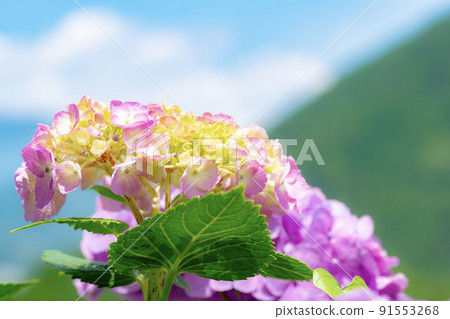 Hydrangea blooming in Noyama Part 1 Hydrangea blooming in Noyama Part 1 91553268