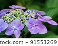 Hydrangea blooming in Noyama Part 2 91553269