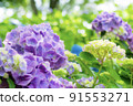Hydrangea blooming in Noyama Part 3 91553271