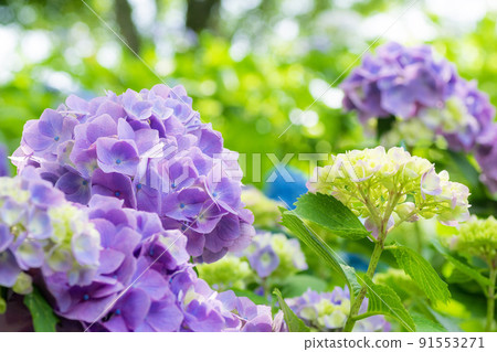 Hydrangea blooming in Noyama Part 3 Hydrangea blooming in Noyama Part 3 91553271