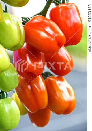 Mini tomatoes in the vegetable garden (confet) Mini tomatoes in the vegetable garden (confet) 91553536