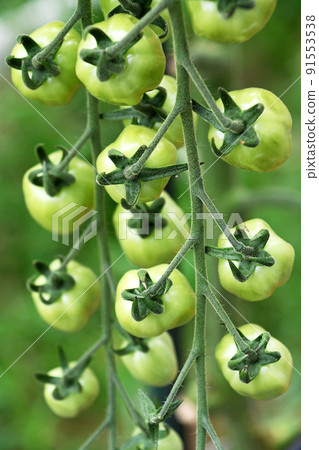 Growing home garden mini tomatoes (confet) Growing home garden mini tomatoes (confet) 91553538