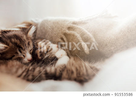 Little cute kittens sleep in an embrace covered with a blanket. Light effect. Sweet cats hug each other. I love and protect pets. Animal protection and care. High quality photo Little cute kittens sleep in an embrace covered with a blanket. Light effect. Sweet cats hug each other. I love and protect pets. Animal protection and care. High quality photo 91553586