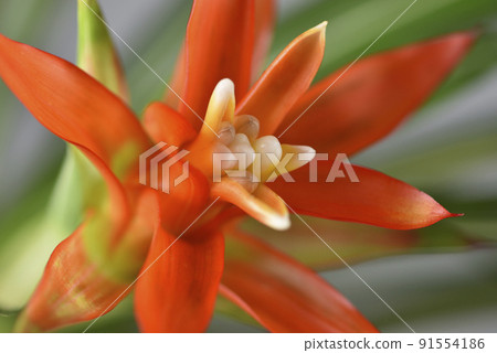 觀賞植物盛開美麗的紅色花朵 91554186
