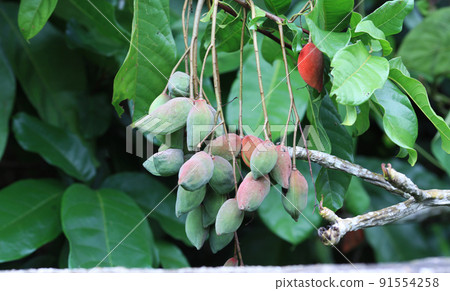 chestnut with tree 91554258