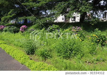 初夏日本公園盛開的粉色和紫色繡球花 初夏日本公園盛開的粉色和紫色繡球花 91554312